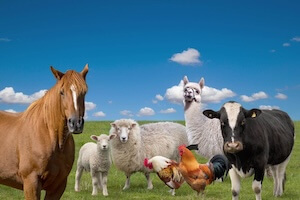 Farm Animals in Romsey