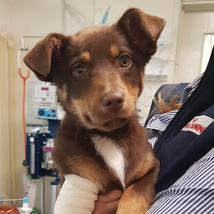 Pet Surgery Services in Romsey