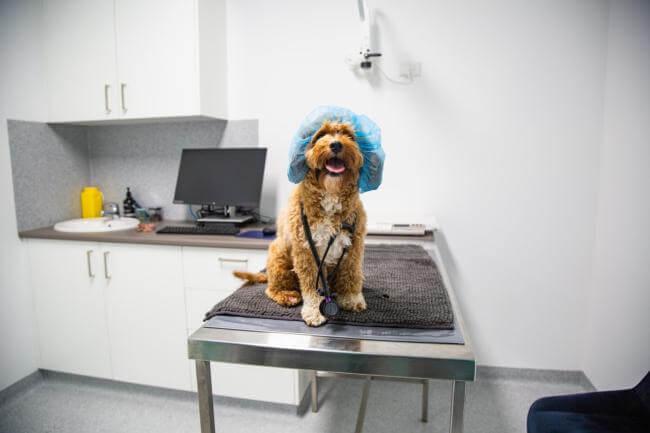 [practice:city] Veterinarian