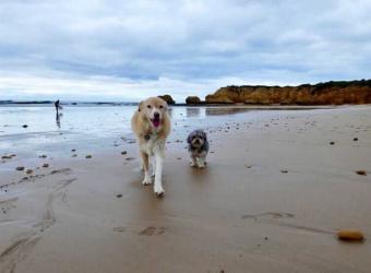 Behaviour Case Study – Diesel &amp; Harvey