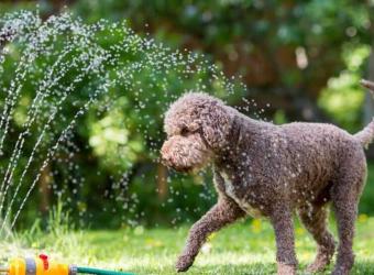 Tips to Avoid Pet Heat Stress This Summer