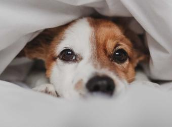 Boom! Boom! Noise Sensitivity and Phobias