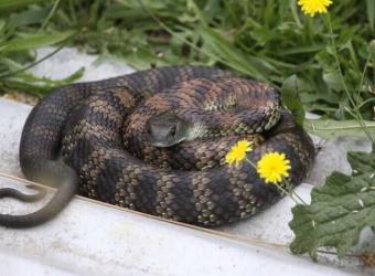 Beware of snakes!
